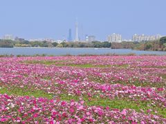 -海珠湖公园