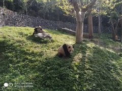 -都江堰中华大熊猫苑