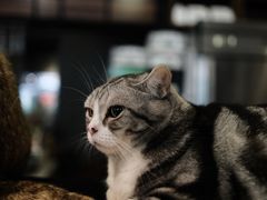 -咖法森林·咖啡  酒吧(天河店)