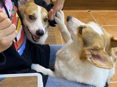 -柯斗斗主题餐厅·狗咖·围炉煮茶·茶饮(国瑞升平里店)