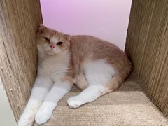 -瞄一喵猫咖(格力海岸店)