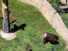 -大连森林动物园