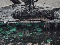 -微山湖红荷湿地景区