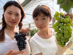 -马陆小张葡萄园农家乐