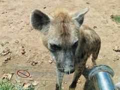 -西霞口神雕山野生动物世界