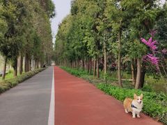 -上海长兴岛郊野公园