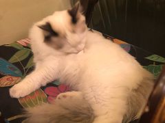 -猫色咖啡·猫咖