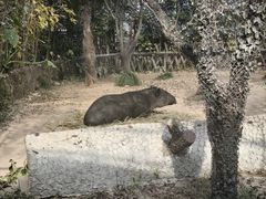 -野生动物园-停车场