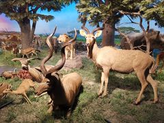 -国家自然博物馆