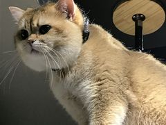 -东方名猫馆·英短金渐层布偶猫舍(环线广场1号楼店)