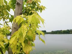 -东郊湿地公园