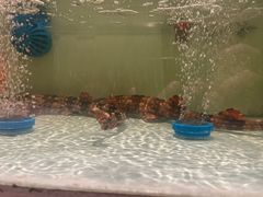 -至尊鲨鱼·原烹海鲜·新浙菜(拱宸桥店)