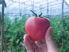 -甜心庄园·甜心草莓采摘园(西青中北店)