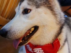 -Husky Go! 哈士奇体验馆·宠物咖啡厅狗咖