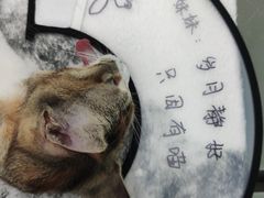 -瑞派康怡24h宠物医院·犬猫医疗中心·微创绝育(瑞景分院)
