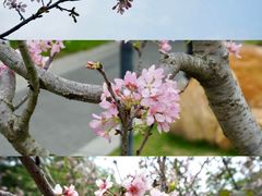 -王借岗森林公园