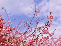 -上海辰山植物园