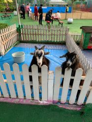 -萌宠亲子动物乐园(槐房万达店)