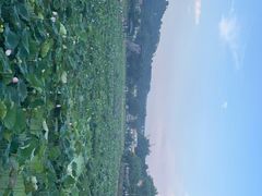 -红山村