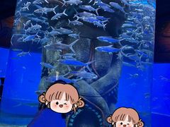 -哈尔滨波塞冬海底世界