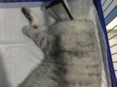 -中农大我爱我爱24h动物医院·中医针灸·猫专科·骨科医疗中心(双井店)