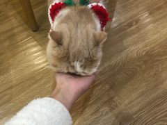 -滚猫咖啡·猫咖·猫友好撸猫(未来城店)