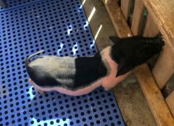 -萌宠亲子动物乐园(槐房万达店)