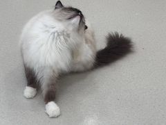 -共舞时光猫咖·狗咖(新街口店)
