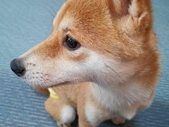 -柴源莊·柴小宠柴犬咖啡