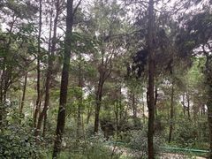 -南山植物园