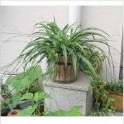 -静岸花卉园艺(三星坊店)