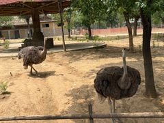 -石家庄市动物园