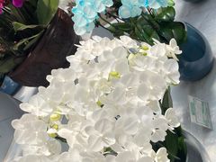 -朝来春花卉市场