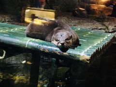 -暹罗海洋世界