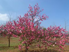 -洋湖国家湿地公园