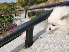 -梅子大排档