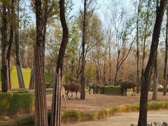 -北京野生动物园