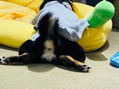-逗柴咖啡屋·狗咖猫咖宠物桌游