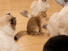 -有喵·猫咖·狗咖·30几只猫10只小狗(岗厦店)