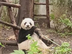 -都江堰中华大熊猫苑