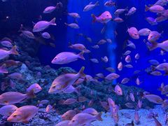 -成都浩海立方海洋公园