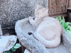 -喵屿·大理花园猫咖