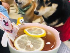 -逗柴咖啡屋·狗咖猫咖宠物桌游