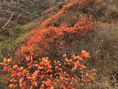-北京西山国家森林公园