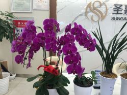 -圣嘉新医疗美容医院