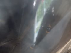 -瑞鹏宠物医院华南总院·夜诊·心脏科·骨科