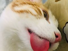 -瑞派天使宠物医院·神经外科·骨科·核磁(洛川中路店)