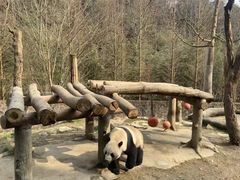 -都江堰中华大熊猫苑