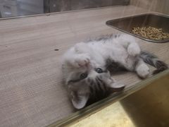 -飞行喵MR PILOT|猫舍·猫咖(静安大融城店)