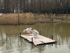 -宁波杭州湾国家湿地公园